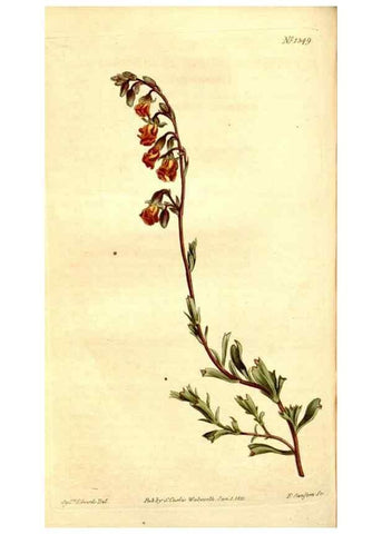 Reproducción/Reproduction 34360470193: Curtis's botanical magazine.. London ; New York [etc.] :Academic Press [etc.]