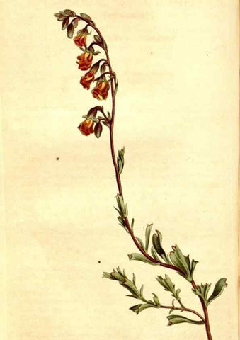 Reproducción/Reproduction 34360470193: Curtis's botanical magazine.. London ; New York [etc.] :Academic Press [etc.]