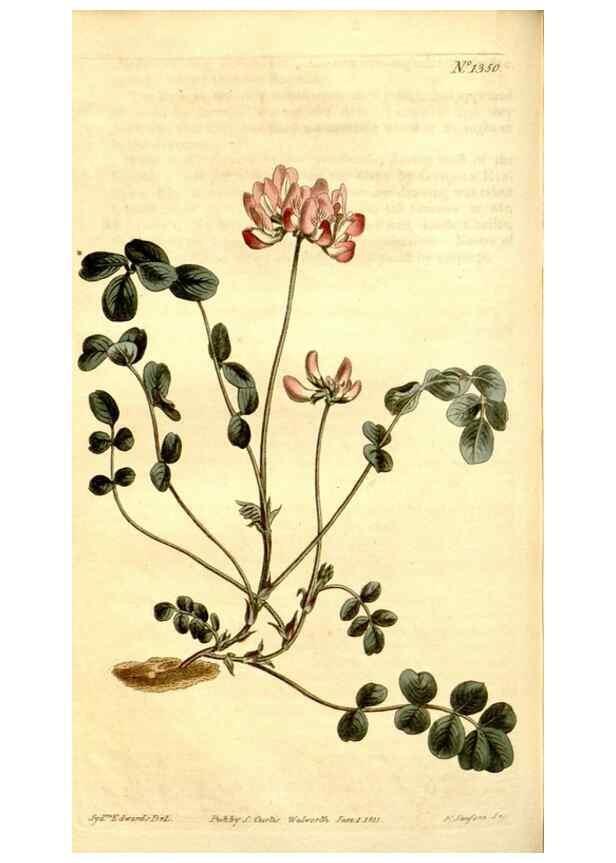 Reproducción/Reproduction 34360471123: Curtis's botanical magazine.. London ; New York [etc.] :Academic Press [etc.]