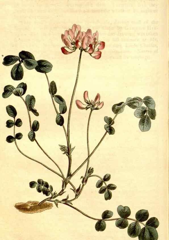 Reproducción/Reproduction 34360471123: Curtis's botanical magazine.. London ; New York [etc.] :Academic Press [etc.]