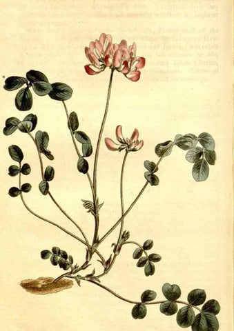 Reproducción/Reproduction 34360471123: Curtis's botanical magazine.. London ; New York [etc.] :Academic Press [etc.]