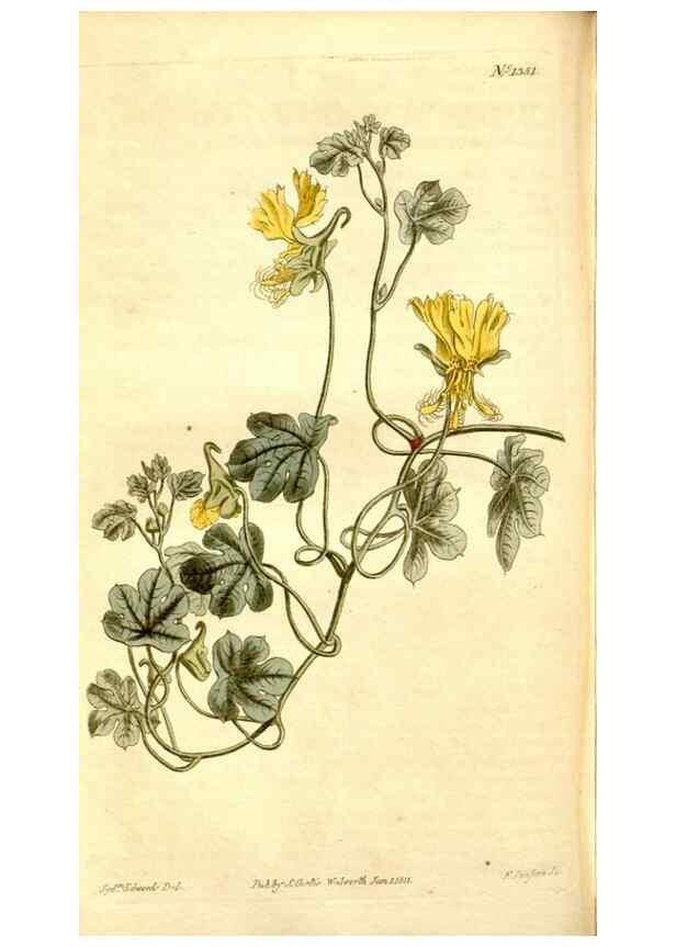Reproducción/Reproduction 34783528110: Curtis's botanical magazine.. London ; New York [etc.] :Academic Press [etc.]