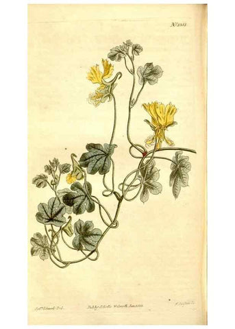 Reproducción/Reproduction 34783528110: Curtis's botanical magazine.. London ; New York [etc.] :Academic Press [etc.]