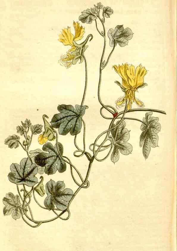 Reproducción/Reproduction 34783528110: Curtis's botanical magazine.. London ; New York [etc.] :Academic Press [etc.]