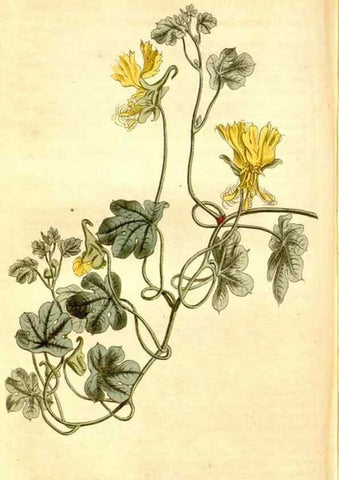 Reproducción/Reproduction 34783528110: Curtis's botanical magazine.. London ; New York [etc.] :Academic Press [etc.]