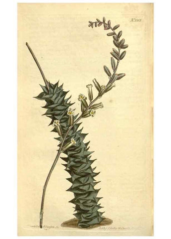 Reproducción/Reproduction 34783529720: Curtis's botanical magazine.. London ; New York [etc.] :Academic Press [etc.]