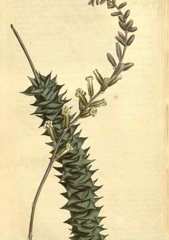 Reproducción/Reproduction 34783529720: Curtis's botanical magazine.. London ; New York [etc.] :Academic Press [etc.]
