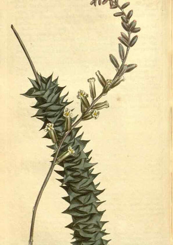Reproducción/Reproduction 34783529720: Curtis's botanical magazine.. London ; New York [etc.] :Academic Press [etc.]