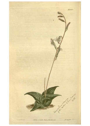Reproducción/Reproduction 35005150832: Curtis's botanical magazine.. London ; New York [etc.] :Academic Press [etc.]