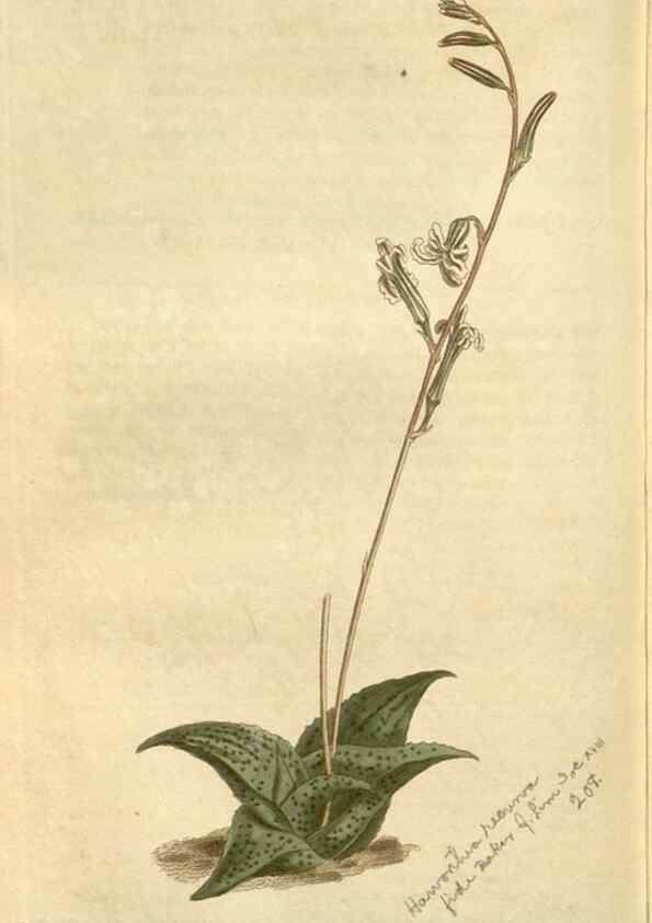 Reproducción/Reproduction 35005150832: Curtis's botanical magazine.. London ; New York [etc.] :Academic Press [etc.]