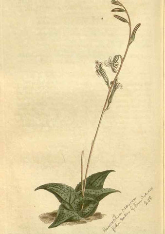 Reproducción/Reproduction 35005150832: Curtis's botanical magazine.. London ; New York [etc.] :Academic Press [etc.]