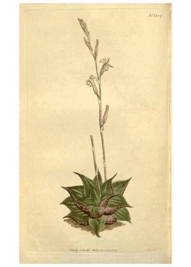 Reproducción/Reproduction 34783532320: Curtis's botanical magazine.. London ; New York [etc.] :Academic Press [etc.]