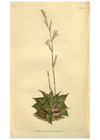 Reproducción/Reproduction 34783532320: Curtis's botanical magazine.. London ; New York [etc.] :Academic Press [etc.]