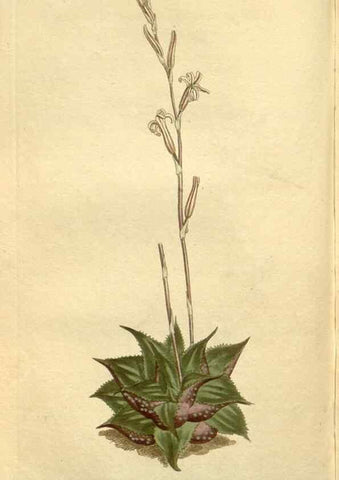 Reproducción/Reproduction 34783532320: Curtis's botanical magazine.. London ; New York [etc.] :Academic Press [etc.]