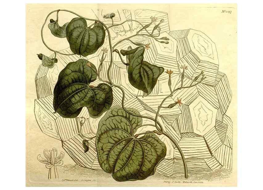 Reproducción/Reproduction 34360467993: Curtis's botanical magazine.. London ; New York [etc.] :Academic Press [etc.]