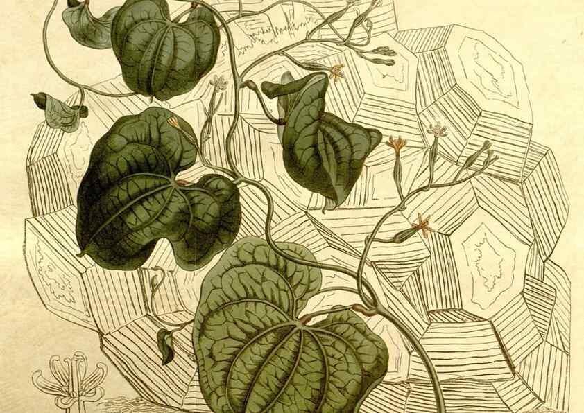 Reproducción/Reproduction 34360467993: Curtis's botanical magazine.. London ; New York [etc.] :Academic Press [etc.]