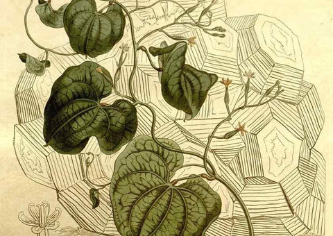 Reproducción/Reproduction 34360467993: Curtis's botanical magazine.. London ; New York [etc.] :Academic Press [etc.]