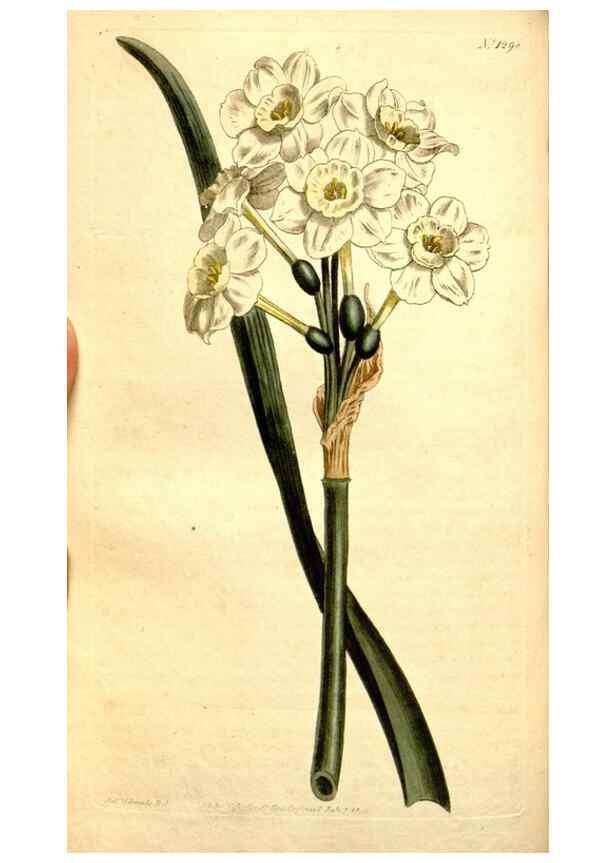 Reproducción/Reproduction 35129954876: Curtis's botanical magazine.. London ; New York [etc.] :Academic Press [etc.]