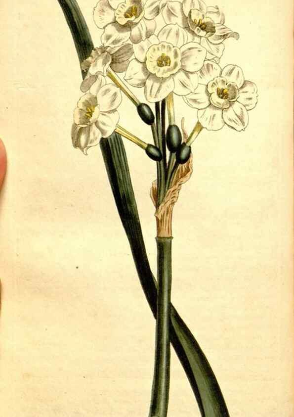 Reproducción/Reproduction 35129954876: Curtis's botanical magazine.. London ; New York [etc.] :Academic Press [etc.]