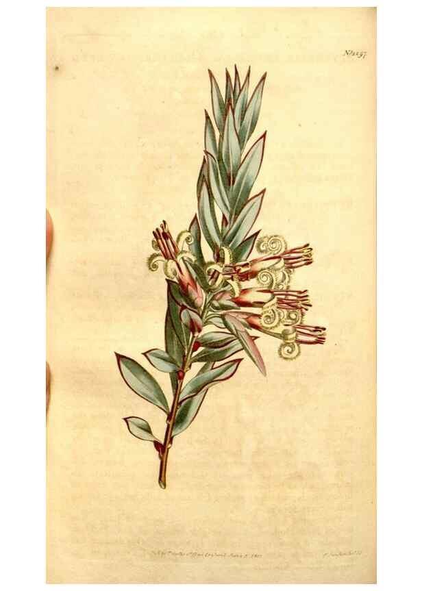 Reproducción/Reproduction 35039139921: Curtis's botanical magazine.. London ; New York [etc.] :Academic Press [etc.]