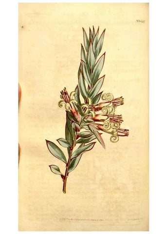 Reproducción/Reproduction 35039139921: Curtis's botanical magazine.. London ; New York [etc.] :Academic Press [etc.]