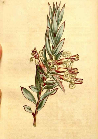 Reproducción/Reproduction 35039139921: Curtis's botanical magazine.. London ; New York [etc.] :Academic Press [etc.]