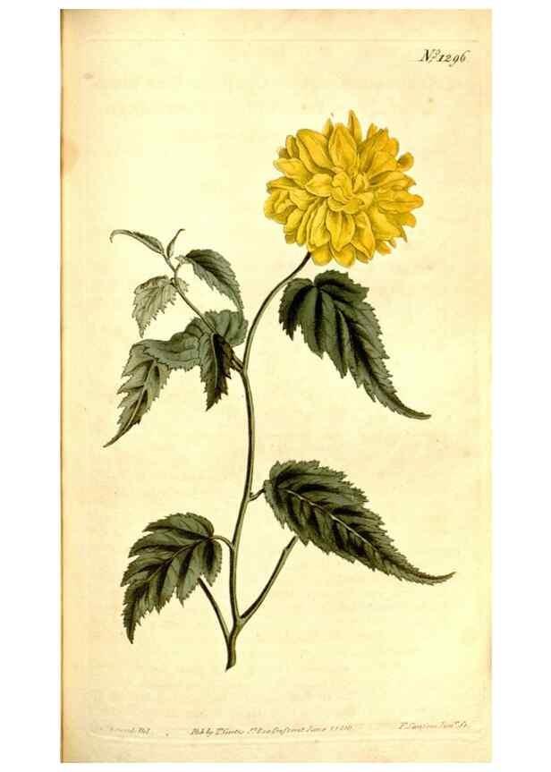 Reproducción/Reproduction 35129952206: Curtis's botanical magazine.. London ; New York [etc.] :Academic Press [etc.]