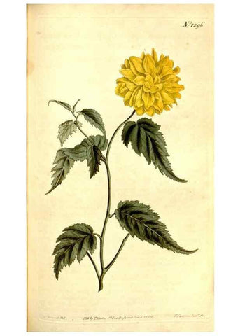 Reproducción/Reproduction 35129952206: Curtis's botanical magazine.. London ; New York [etc.] :Academic Press [etc.]