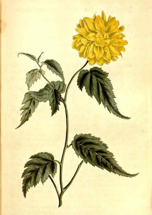 Reproducción/Reproduction 35129952206: Curtis's botanical magazine.. London ; New York [etc.] :Academic Press [etc.]
