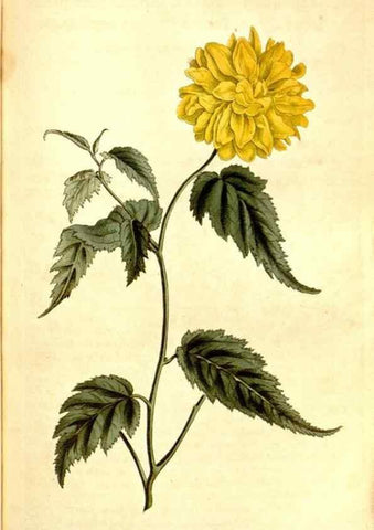 Reproducción/Reproduction 35129952206: Curtis's botanical magazine.. London ; New York [etc.] :Academic Press [etc.]