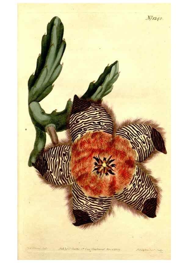 Reproducción/Reproduction 34360192073: Curtis's botanical magazine.. London ; New York [etc.] :Academic Press [etc.]