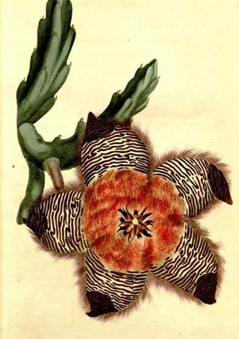 Reproducción/Reproduction 34360192073: Curtis's botanical magazine.. London ; New York [etc.] :Academic Press [etc.]