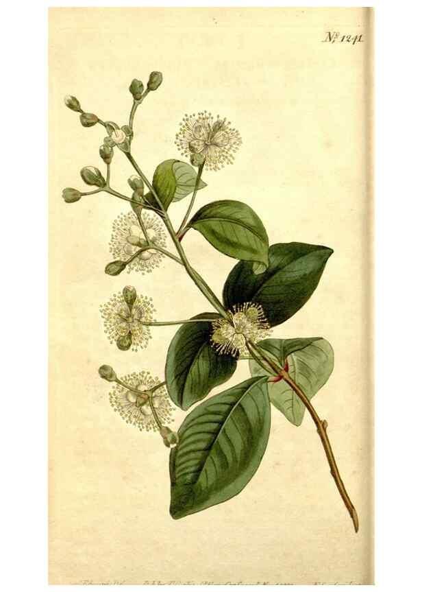 Reproducción/Reproduction 34360194223: Curtis's botanical magazine.. London ; New York [etc.] :Academic Press [etc.]