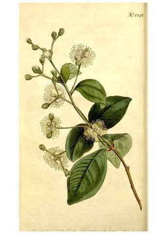 Reproducción/Reproduction 34360194223: Curtis's botanical magazine.. London ; New York [etc.] :Academic Press [etc.]