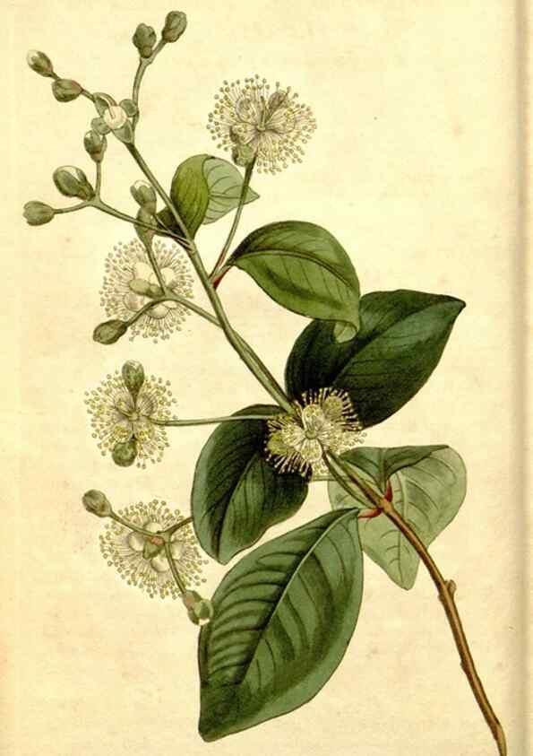 Reproducción/Reproduction 34360194223: Curtis's botanical magazine.. London ; New York [etc.] :Academic Press [etc.]