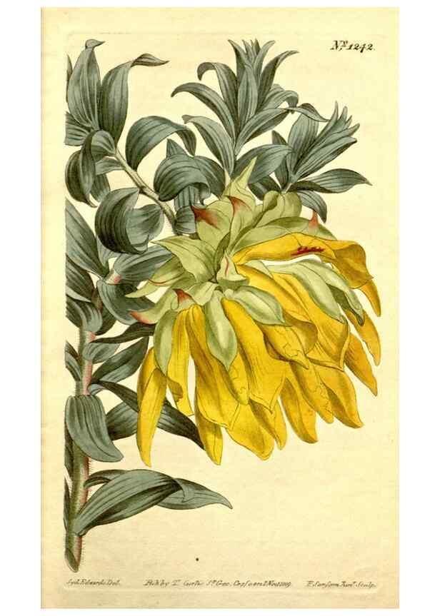 Reproducción/Reproduction 34783311300: Curtis's botanical magazine.. London ; New York [etc.] :Academic Press [etc.]