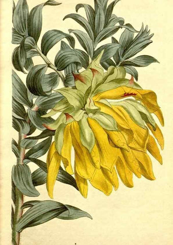Reproducción/Reproduction 34783311300: Curtis's botanical magazine.. London ; New York [etc.] :Academic Press [etc.]