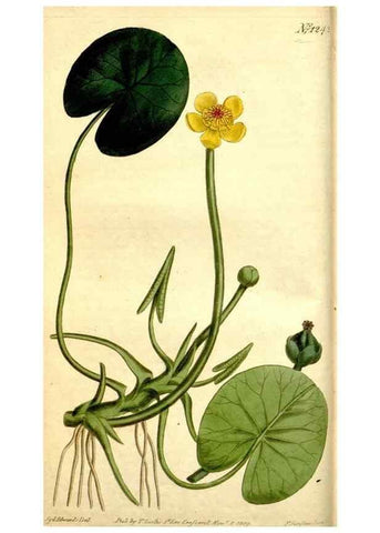 Reproducción/Reproduction 34783312500: Curtis's botanical magazine.. London ; New York [etc.] :Academic Press [etc.]