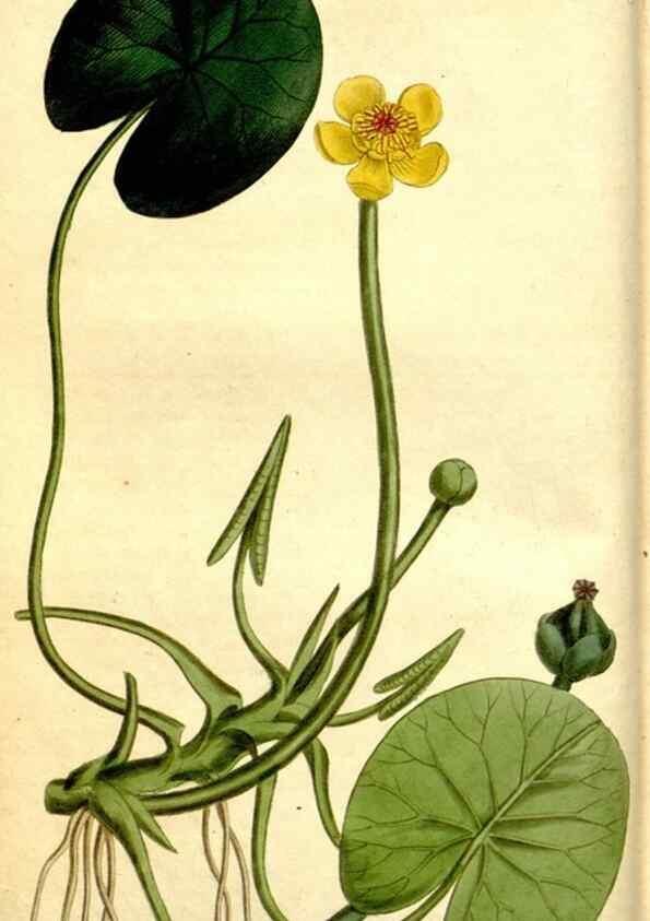 Reproducción/Reproduction 34783312500: Curtis's botanical magazine.. London ; New York [etc.] :Academic Press [etc.]