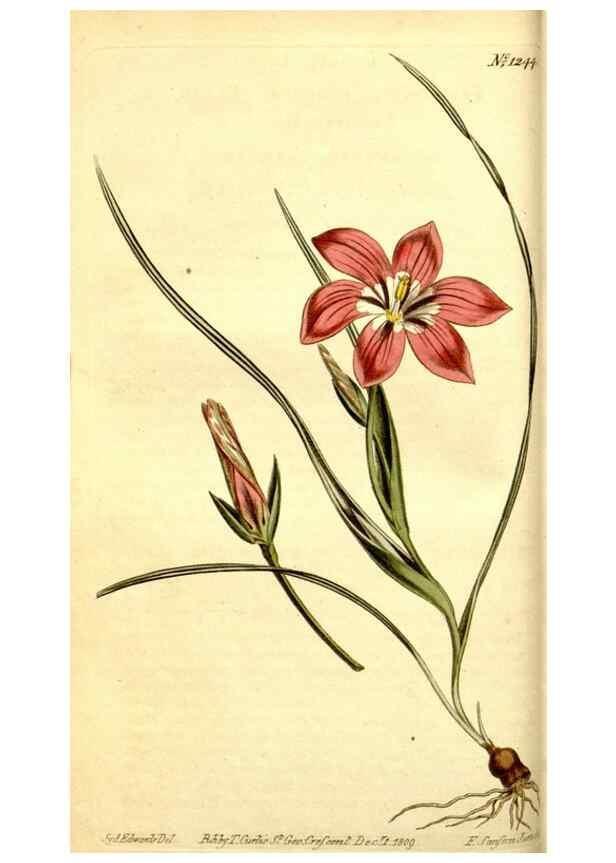 Reproducción/Reproduction 35004932192: Curtis's botanical magazine.. London ; New York [etc.] :Academic Press [etc.]