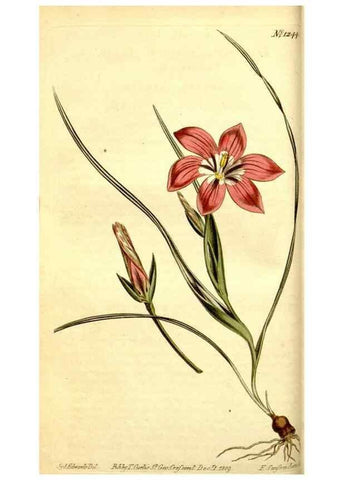 Reproducción/Reproduction 35004932192: Curtis's botanical magazine.. London ; New York [etc.] :Academic Press [etc.]
