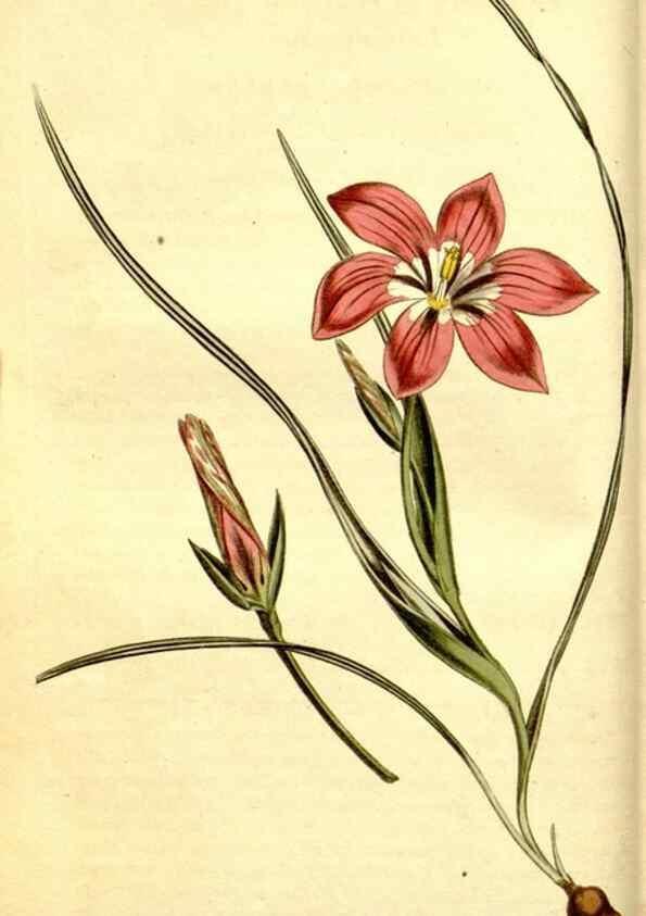 Reproducción/Reproduction 35004932192: Curtis's botanical magazine.. London ; New York [etc.] :Academic Press [etc.]