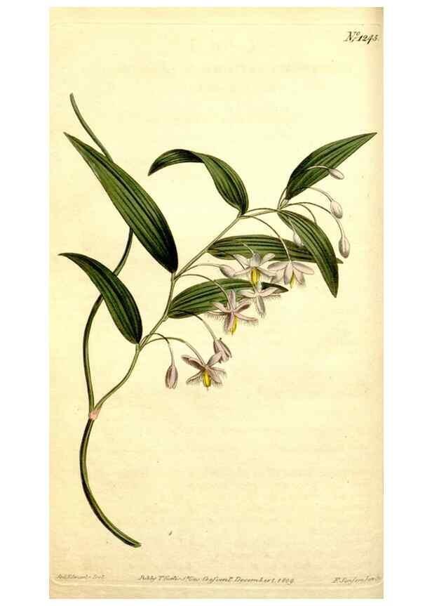 Reproducción/Reproduction 35004934072: Curtis's botanical magazine.. London ; New York [etc.] :Academic Press [etc.]
