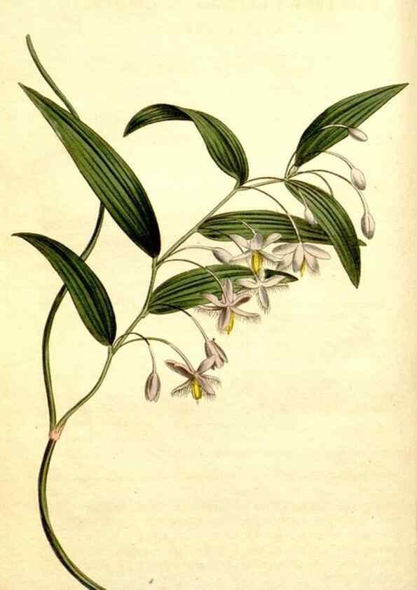 Reproducción/Reproduction 35004934072: Curtis's botanical magazine.. London ; New York [etc.] :Academic Press [etc.]