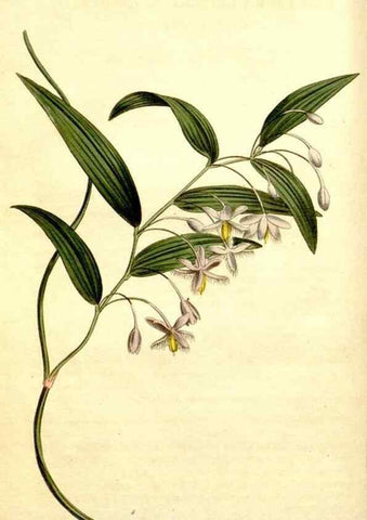 Reproducción/Reproduction 35004934072: Curtis's botanical magazine.. London ; New York [etc.] :Academic Press [etc.]