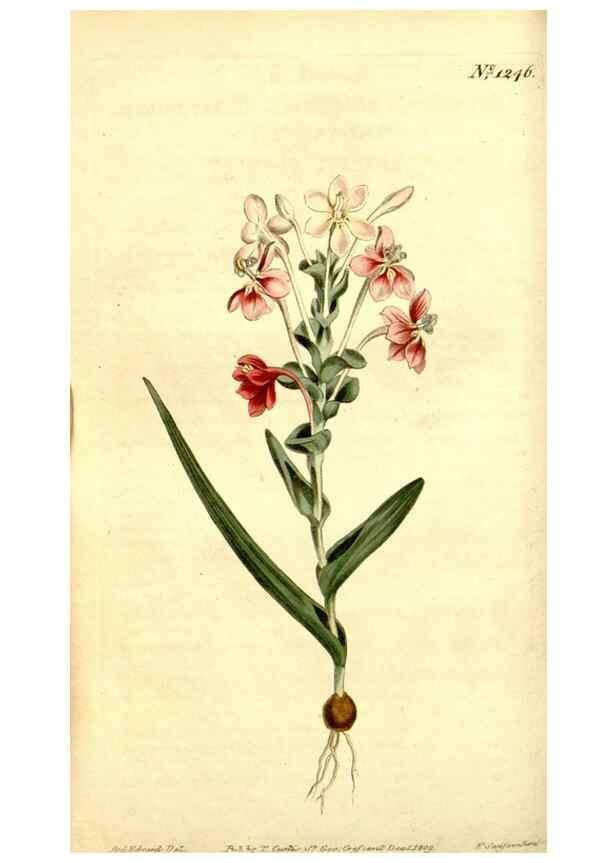 Reproducción/Reproduction 35129878886: Curtis's botanical magazine.. London ; New York [etc.] :Academic Press [etc.]
