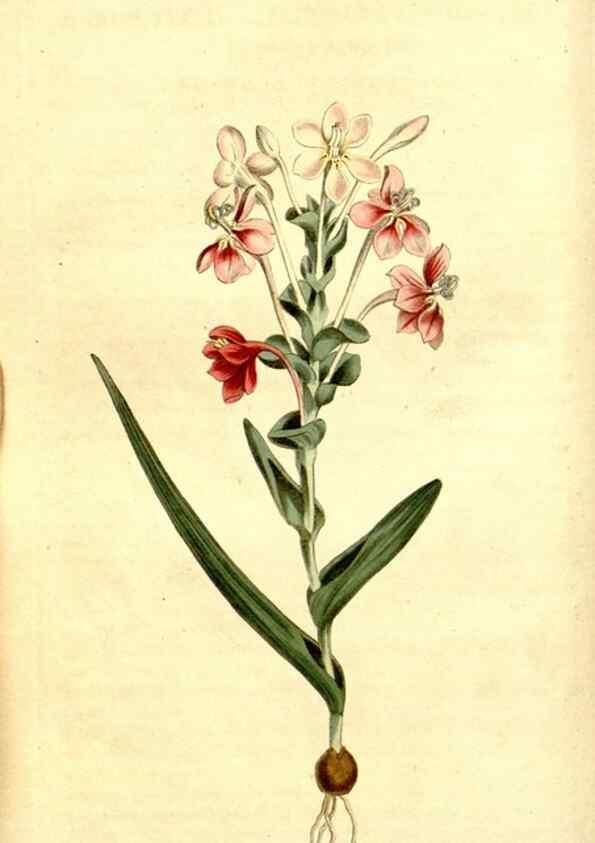 Reproducción/Reproduction 35129878886: Curtis's botanical magazine.. London ; New York [etc.] :Academic Press [etc.]