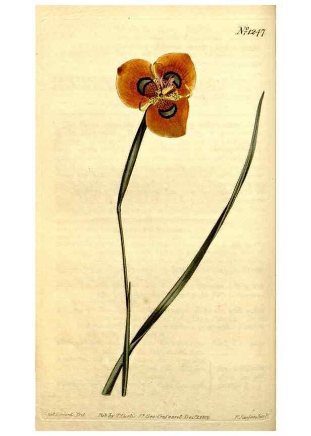 Reproducción/Reproduction 35129881106: Curtis's botanical magazine.. London ; New York [etc.] :Academic Press [etc.]