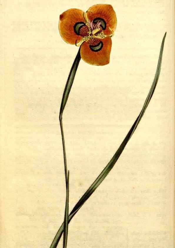 Reproducción/Reproduction 35129881106: Curtis's botanical magazine.. London ; New York [etc.] :Academic Press [etc.]
