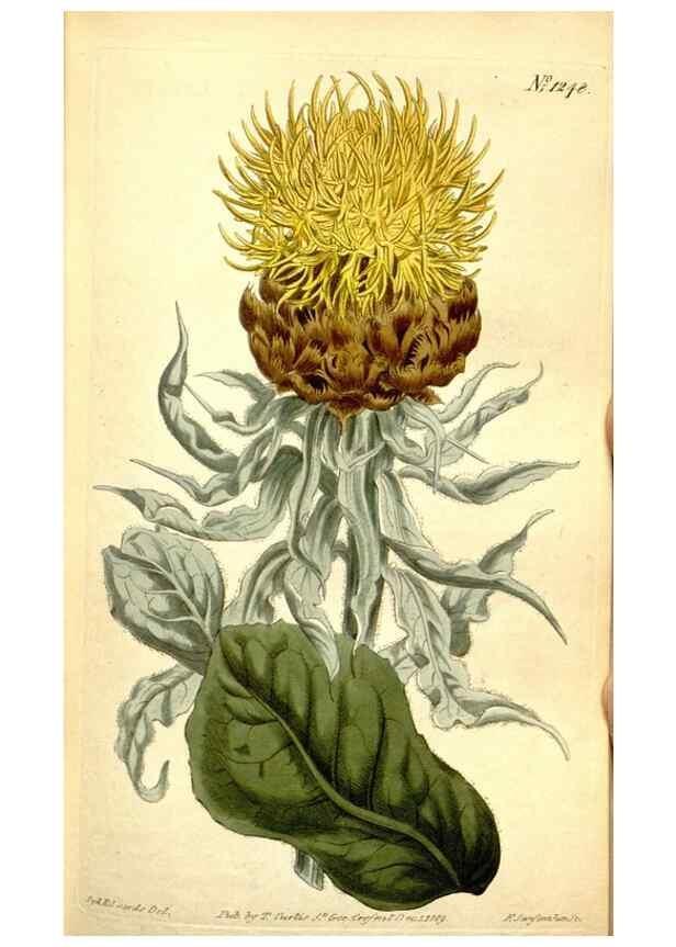 Reproducción/Reproduction 35004938992: Curtis's botanical magazine.. London ; New York [etc.] :Academic Press [etc.]